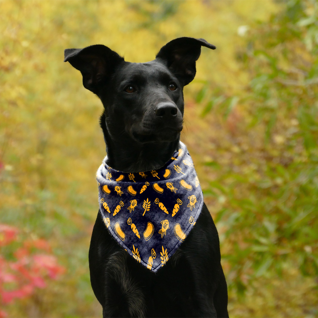 Pet bandana